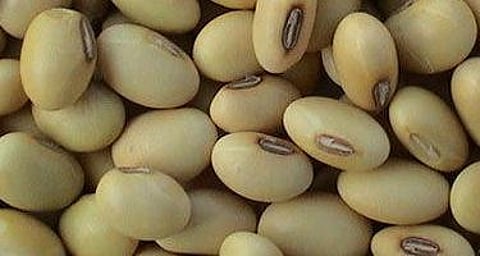 soyabean