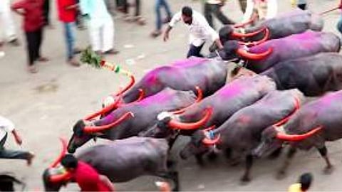 नियम डावलून पळविल्या म्हशी ! दहाजणांविरुद्ध पोलिसांत गुन्हा