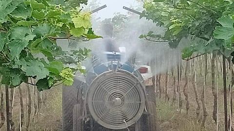 मोहोळ तालुक्यात 13 हजार हेक्टरवर खरिपाची पेरणी !