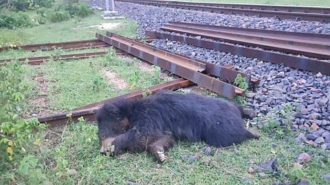 भटकलेल्या अस्वलीला केले जेरबंद अन् रेल्वेच्या धडकेत पिल्ल्याचा मृत्यू