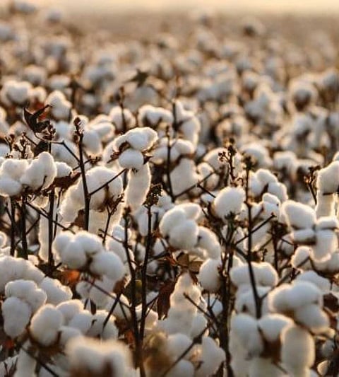 cotton