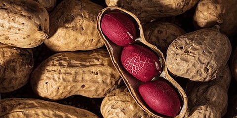 शेंगदाणे पळवतात सांधेदुखी; आहेत अनेक आरोग्यदायी फायदे