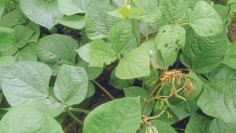 खरिपावर किडींचा हल्लाबोल! सोयाबीनसह कपाशीवर प्रादुर्भाव