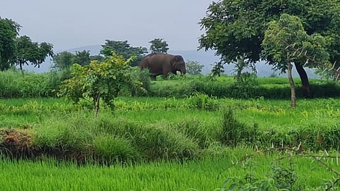 कोल्हापूर: खोराटवाडी गावात घुसला टस्कर हत्ती