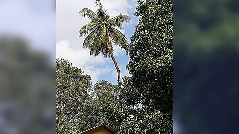 1947 चा अमृतमहोत्सवी कल्पवृक्ष आजही डौलाने उभा!