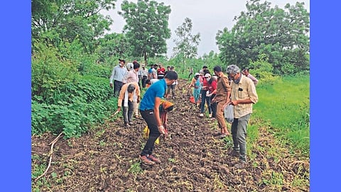 वन्यप्राण्यांपासून शेतीच्या संरक्षणासाठी ‘सजीव कुंपण’