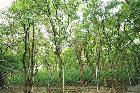 Patnadevi Forest Areya