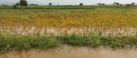 सोयाबीनला मिळणार २५ टक्के आगाऊ भरपाई