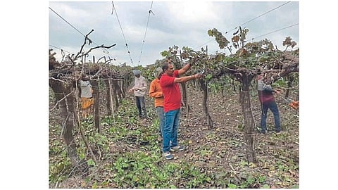 niphad grape cultivation