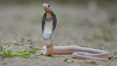 सोलापुरात आढळला अंगावर खवले नसलेला दुर्मिळ नाग ! जाणून घ्या या सापाचे वैशिष्ट्य