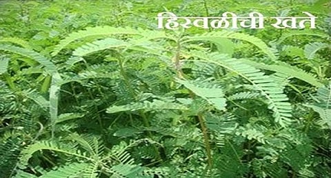 धैंचा वनस्पतीने कृत्रिम खताची निर्मिती; वाढते जमिनीची सुपीकता