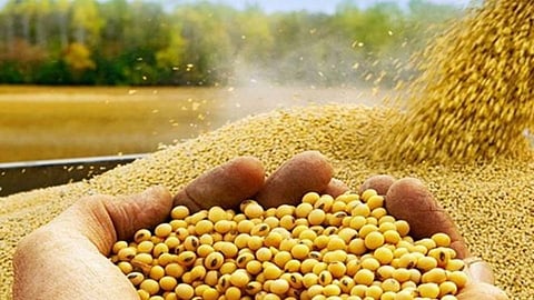 हे खरंय! सोयाबीनला मिळतोय सोन्याचा भाव; भाव वाचून व्हाल अवाक