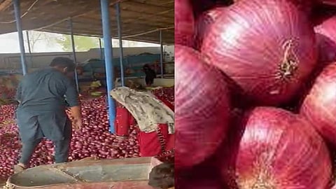 baluchistan onion