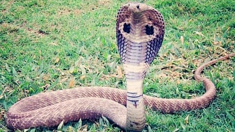 Celebrate Nagpanchami as per rules Collector Dr Raja Dayanidhi