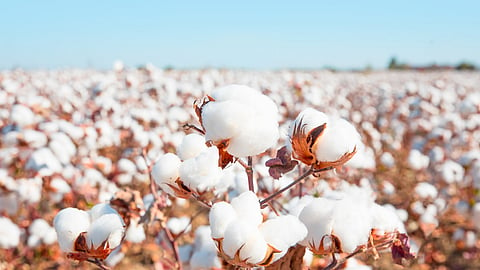 Cotton News