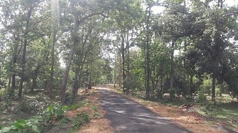 ‘मोहा’तच दडलेय आदिवासींच्या उद्धाराचे गुपित!