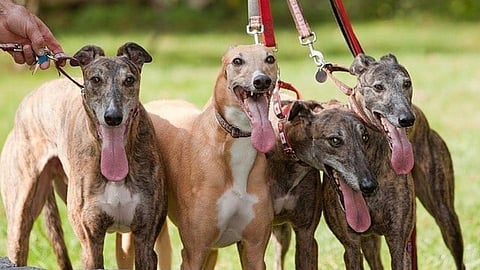 ग्रामीण भागातही वाढली जातिवंत श्वानांची क्रेझ !