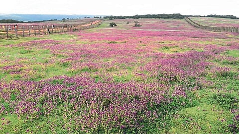 Kas flower plateau