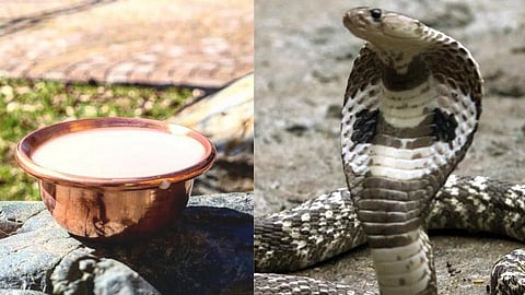 नागपंचमी: जाणून घ्या, नागाला दूध न पाजण्याचं वैज्ञानिक कारण