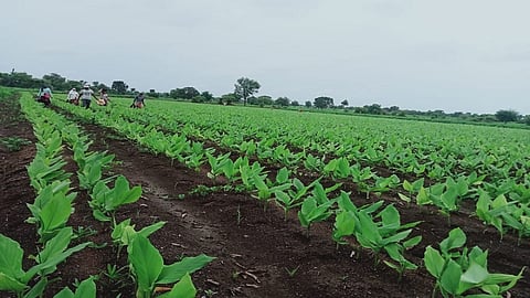 पिकांना मिळालं जीवदान