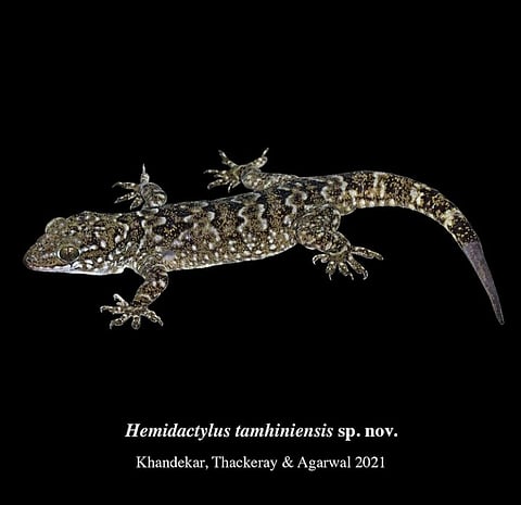 hemidactylus tamhiniyans sail