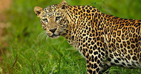 Leopards