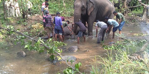 आठवडाभरात दुसऱ्या हत्तीचा मृत्यू; देखभालीसंदर्भात शंका