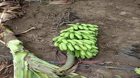 अर्धापूर (जि.नांदेड) तालुक्यातील शेनीत अज्ञात माथेफिरूने शेतकऱ्याची काढणीस आलेली केळीची बाग कापली.