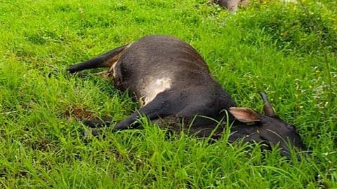 विजेच्या तारांच्या स्पर्शाने दोन गायींचा मृत्यू ; शेतकरीही जखमी