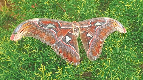 Atlas Moth