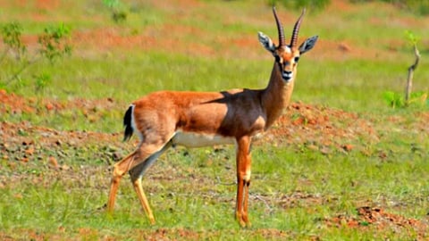 Chinkara