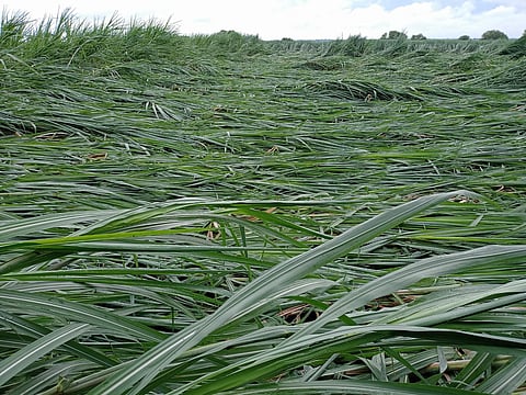 crops
