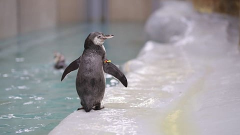 Mumbai Rani Baug Penguins: पेंग्विनच्या पिल्लाचं नामकरण; पहा ओरिओचे फोटो