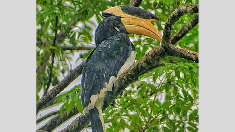 ‘ग्रेट हॉर्न बिल’