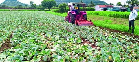 कोबीचे दर घसरले; शेतकऱ्याने कोबीवर फिरवला रोटर