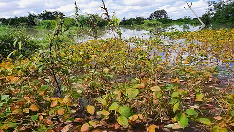 unseasonal rain file photo