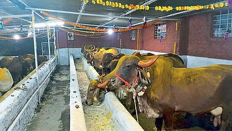 Native Cow