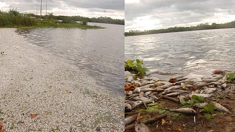 संभाजी तलावातील शेकडो मासे मृत्युमुखी! कारण मात्र अस्पष्ट