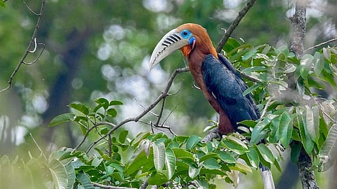 लाटपांचोरमधला राजबिंडा धनेश