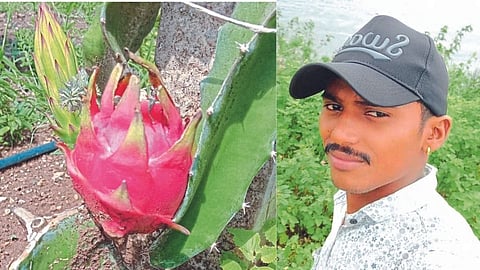 dragon fruit