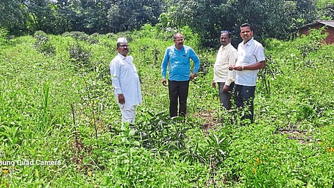 unidentified man cut down hundreds of mango trees in a farmer orchard in nirgude