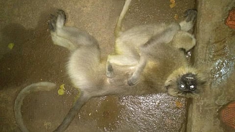 शॉकने संपवले माऊलीचे जीवन; लेकराचा 'लळा' पाहून गावही हळहळले