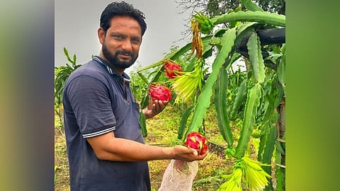 ड्रॅगन फ्रुट