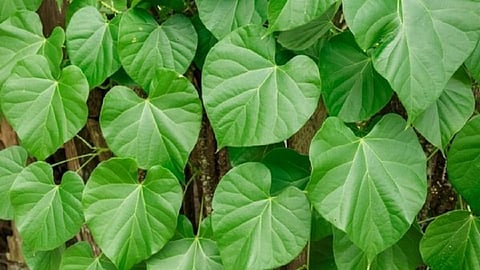 गुळवेलीचे सेवन केल्याने होतात बरेच फायदे; जाणून घ्या...