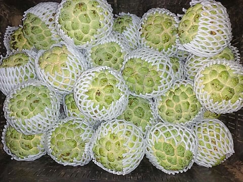 फळ उत्पादक कंपनीचा यशस्वी प्रयोग; लाखोंची उलाढाल