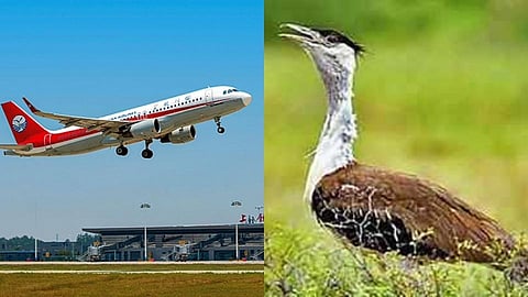 सोलापूर विमानतळापेक्षा माळढोकचे संवर्धन महत्त्वाचे