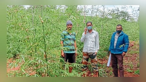 आजऱ्यात बांबूच्या कोमच्याची शेती