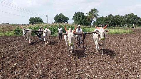 ज्वारी पेरणीसाठी शेतकऱ्यांची चाढ्यावर मूठ ! पावसाचा अंदाज घेऊन होते पेरणी