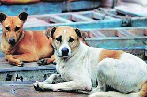 बजाज फाउंडेशन करणार शहरातील भटक्या श्वानाचे मोफत निर्बिजीकरण