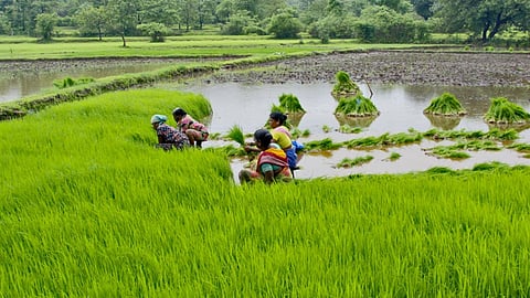 रत्नागिरीत 'या' तालुक्यात 3 हजार हेक्टर भातक्षेत्रात वाढ